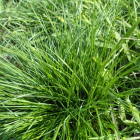 供應(yīng)鼠茅草幫你省去割草蓋草之累