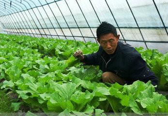 供应深圳蔬菜配送安全健康