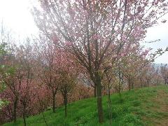 供应高杆樱花四川樱花批发成都樱花基地图片