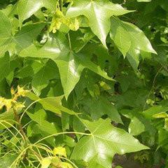 當(dāng)年和二年五角楓樹苗 遼寧五角楓樹苗 五角楓樹批發(fā)五角楓樹價格