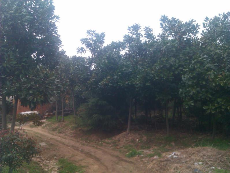 供應(yīng)廣玉蘭