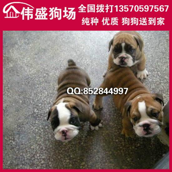 哪里有卖英国斗牛犬极品斗牛犬图片