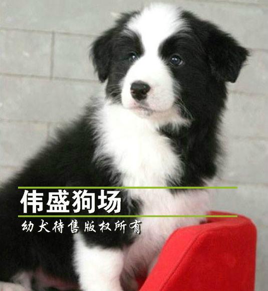 供应深圳哪买边牧犬有保障到哪