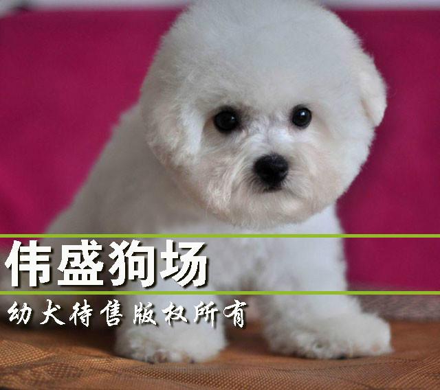 供应广州哪里有卖比熊犬