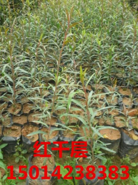 南方30公分高宫粉紫荆价钱图片