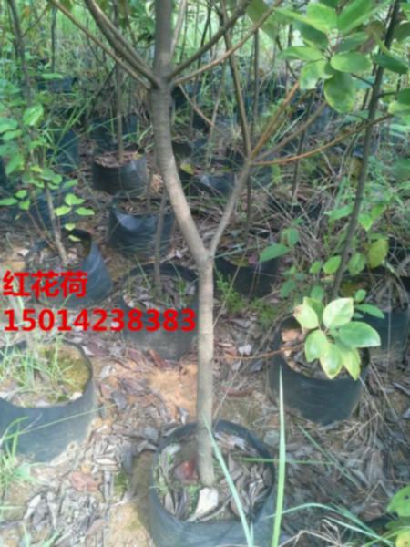 供應(yīng)廣東紅花荷批發(fā)種苗，紅花荷苗批發(fā)商，廣東廣州紅花荷小苗