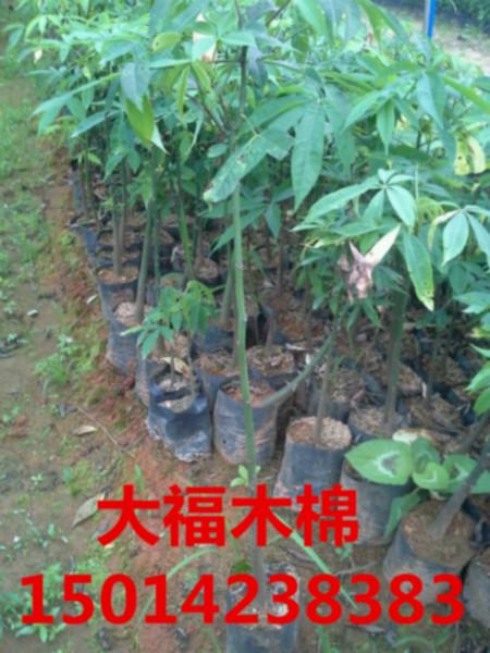 供应广东30公分高大福木棉批发商，40公分高大福木棉，大福木棉供应商