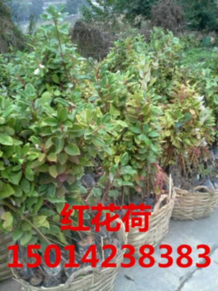 供應(yīng)廣東30公分高紅苞木樹苗，苗圃供應(yīng)粗壯紅花荷地苗，紅花荷*報價