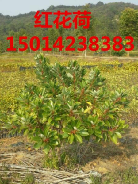 供應(yīng)廣東30公分高黎蒴小苗，廣東30公分高綠化苗報(bào)價(jià)，廣東綠化袋苗