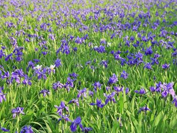 人造草坪施工工程圖片