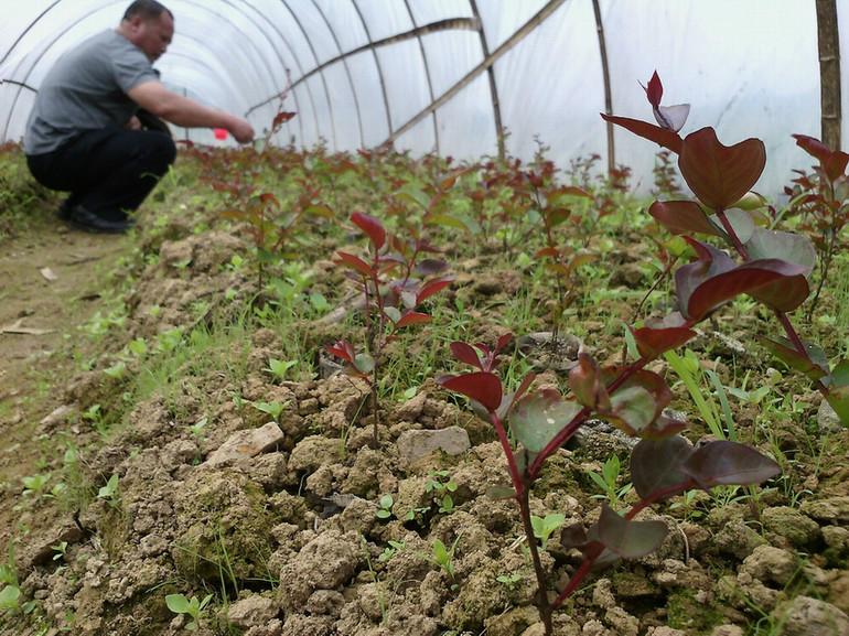 供應大紅紫薇速生紫薇紅火箭紫薇苗木