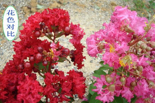 供應(yīng)廣西大紅紫薇