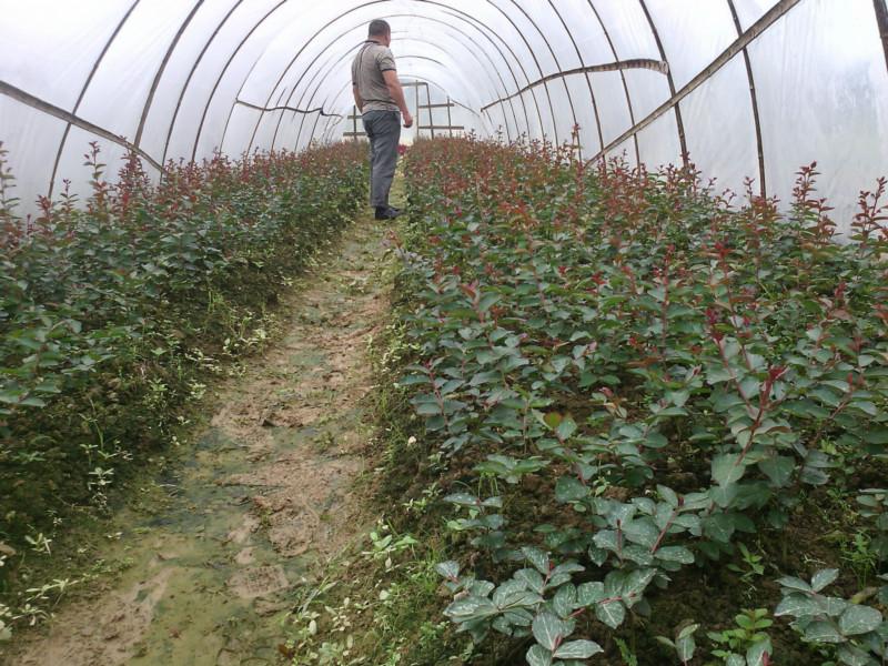 供應(yīng)大紅紫薇速生紫薇紅火箭紫薇小苗