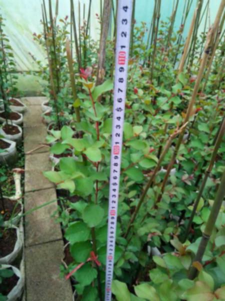 供應紅火球紫薇苗木