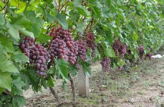 供應(yīng)葡萄苗種植技術(shù)/優(yōu)質(zhì)葡萄苗種植/優(yōu)質(zhì)葡萄苗多少錢一棵