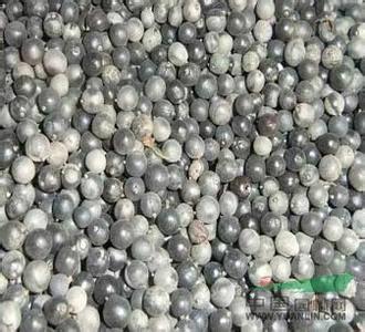 北欒種子圖片/北欒種子樣板圖 (4)