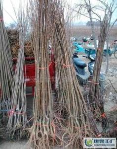 供應(yīng)山西優(yōu)質(zhì)杏樹(shù)苗多少錢一棵/杏樹(shù)苗種植技術(shù)/杏樹(shù)苗種植