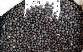 北欒種子圖片/北欒種子樣板圖 (3)