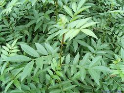 供應皂角苗價格.山西皂角苗價格