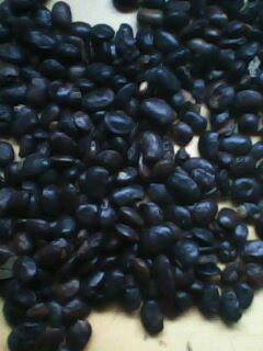 國槐種子圖片/國槐種子樣板圖 (3)