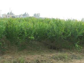 供應優(yōu)質側柏苗批發(fā)價格/優(yōu)質側柏苗批發(fā)商/大量供應側柏苗供應商