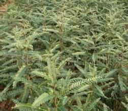 苗種植圖片/苗種植樣板圖 (3)