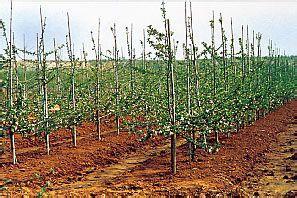 供應優(yōu)質梨樹苗價格/優(yōu)質梨樹苗批發(fā)商/大量批發(fā)優(yōu)質梨樹苗
