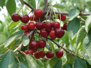 優(yōu)質(zhì)櫻桃圖片/優(yōu)質(zhì)櫻桃樣板圖 (3)