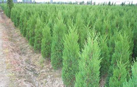 供應(yīng)優(yōu)質(zhì)蜀儈批發(fā)價格/優(yōu)質(zhì)蜀儈批發(fā)商/優(yōu)質(zhì)蜀儈供貨商/優(yōu)質(zhì)蜀儈批發(fā)商