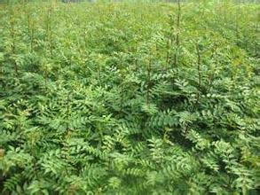 供应山西国槐苗种植/山西国槐苗种植基地/山西国槐苗大量种植