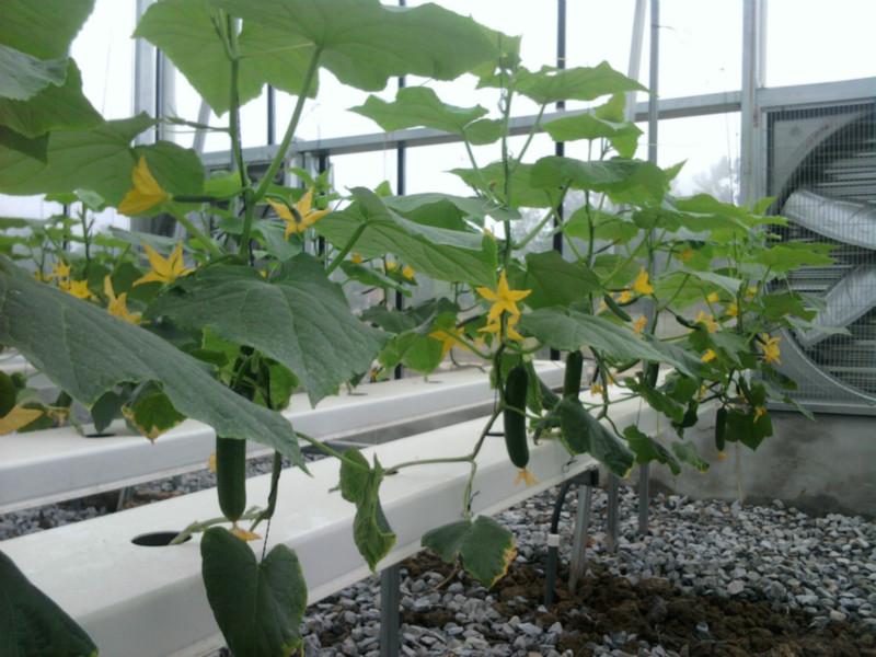 供應(yīng)用于無土蔬菜種植|水培技術(shù)的廣東黃瓜絲瓜無土栽培設(shè)備及營養(yǎng)液