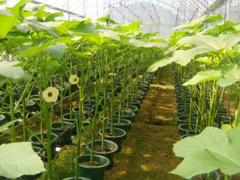 供應(yīng)用于無土栽培的東莞蘭天興農(nóng)水培蔬菜技術(shù) 東莞蘭天興農(nóng)水培蔬菜技術(shù)