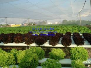 無土栽培設(shè)備圖片/無土栽培設(shè)備樣板圖 (2)