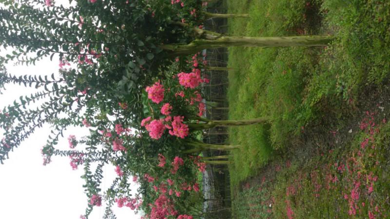 供應(yīng)紫薇速生紫薇紅花紫薇產(chǎn)地，紫薇速生紫薇紅花紫薇基地批發(fā)