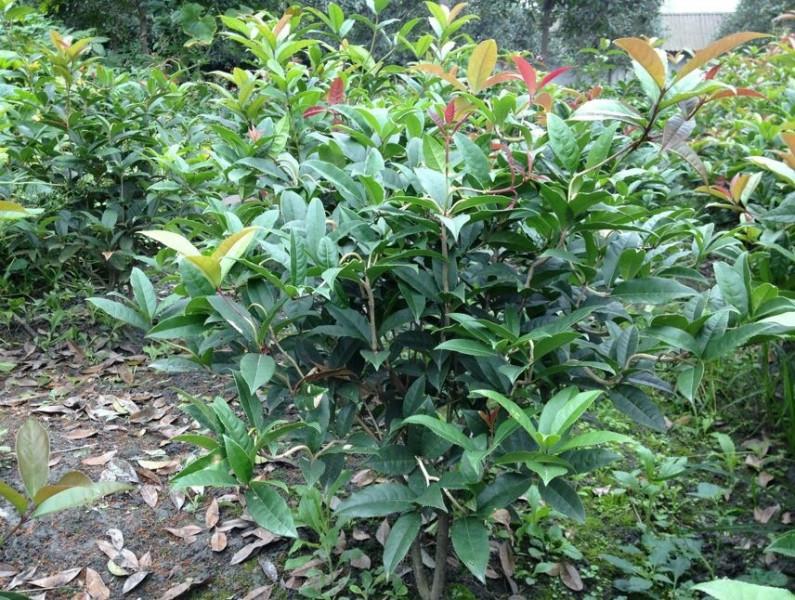 四川叢生桂花圖片