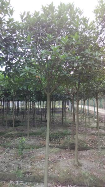 供應(yīng)四川高桿*桂