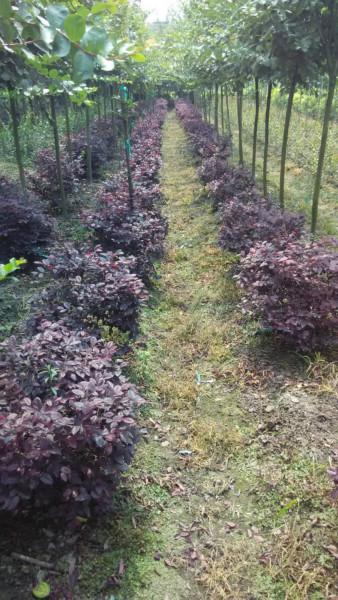 供應(yīng)高質(zhì)量紅花檵木