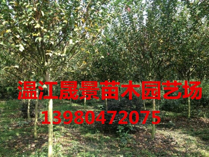 四川大紅花紫薇圖片