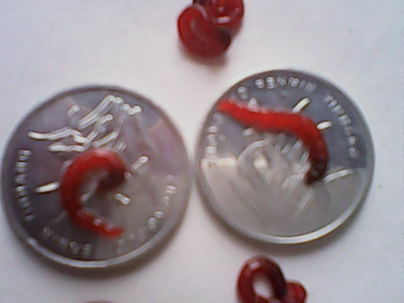 供應(yīng)長(zhǎng)沙紅蟲(chóng)批發(fā)總部 益陽(yáng)紅蟲(chóng)批發(fā) 邵陽(yáng)紅蟲(chóng)批發(fā)