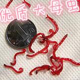 供應(yīng)紅蟲批發(fā)商   紅蟲專賣 專業(yè)紅蟲批發(fā)供應(yīng)商