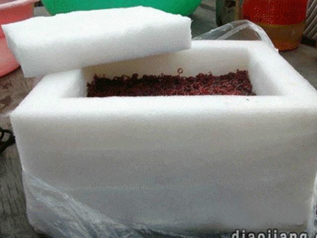 供應(yīng)吉林哪里有紅蟲批發(fā) 河北哪里有紅蟲 黑龍江哪里有紅蟲批發(fā)