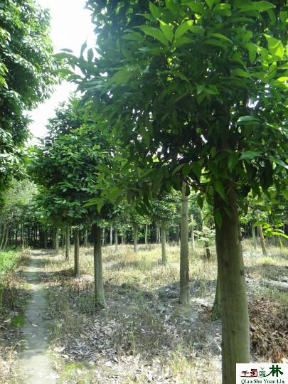 供應天竺桂苗木供應商15公分