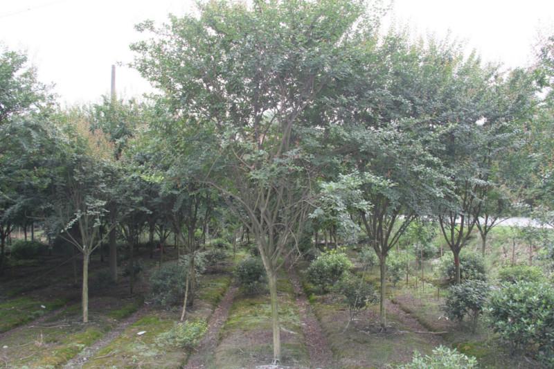 供應(yīng)高桿成都*紫薇紫薇規(guī)格