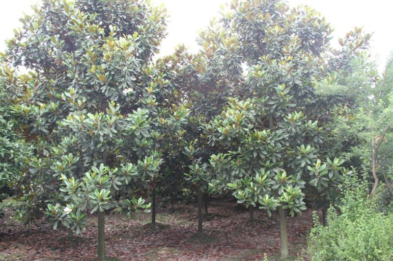 荷花玉蘭廣玉蘭12公分圖片