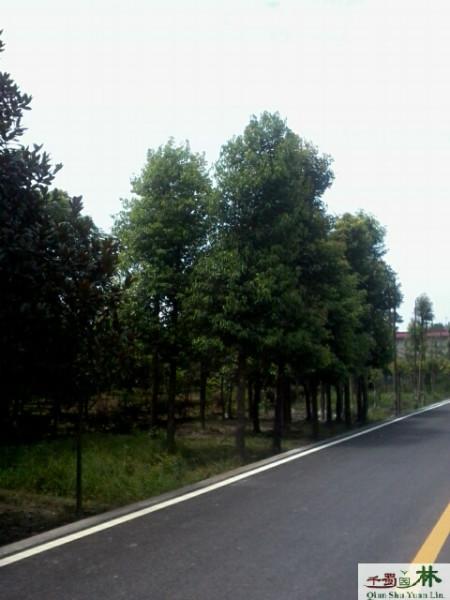 供應天竺桂苗木供應商15公分