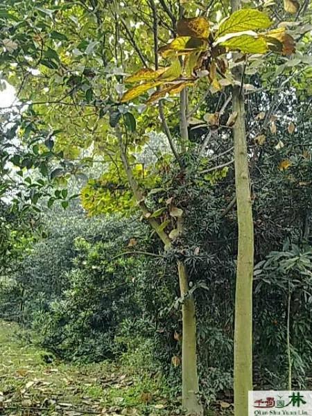 白玉蘭圖片/白玉蘭樣板圖 (2)