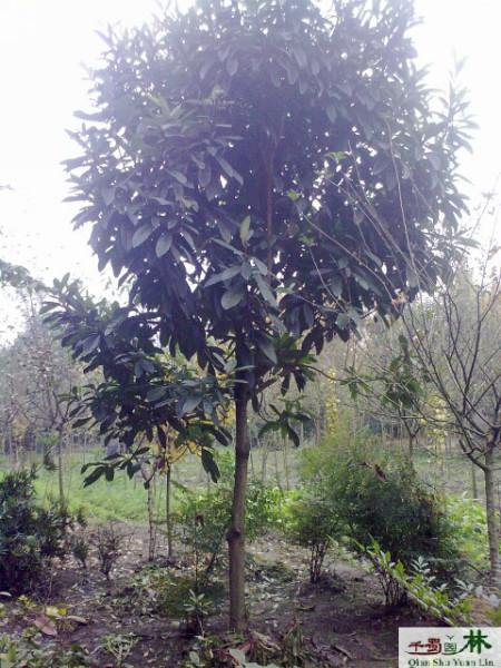 供應(yīng)枇杷10公分枇杷價格 分枝60-70cm