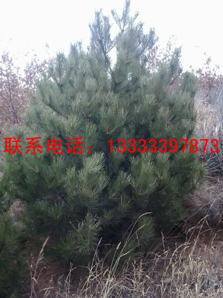 供應(yīng)油松造林苗哪里有優(yōu)惠，*出售造林油松，便宜批發(fā)造林油松，