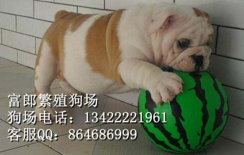 斗牛犬0图片