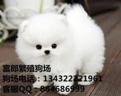 哈多利博美犬图片